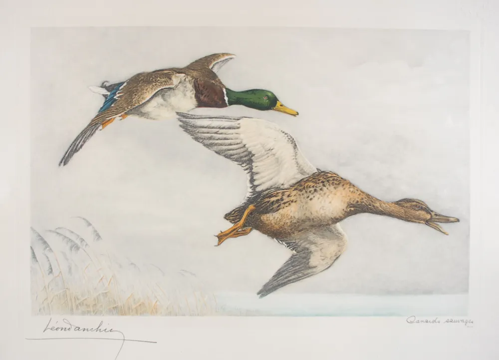 Engraving Danchin - 03 Canards sauvages - A couple of Mallards flying (Original)