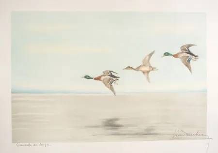 Engraving Danchin - 12 Canards au large - Three Ducks flying (Original)