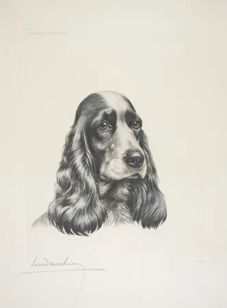 Engraving Danchin - 23 Tête de Cocker femelle - Black and white Cocker Spaniel head (Original)