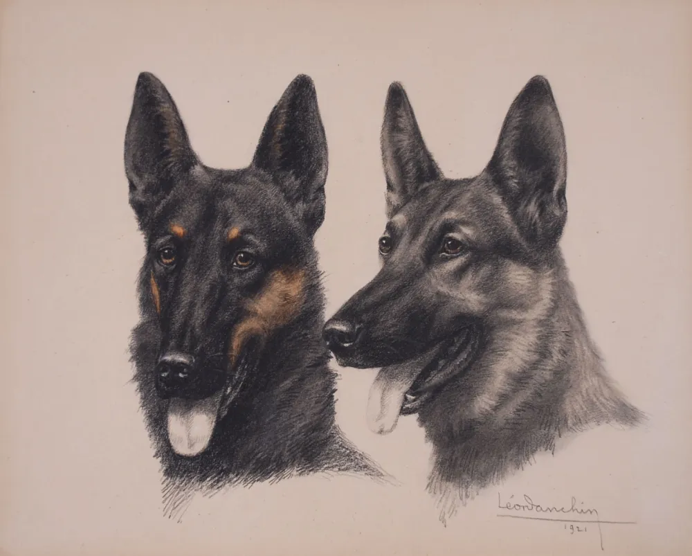 No Technical Danchin - Deux têtes de Berger Belge Malinois - Two Belgian Shepherd Malinois heads