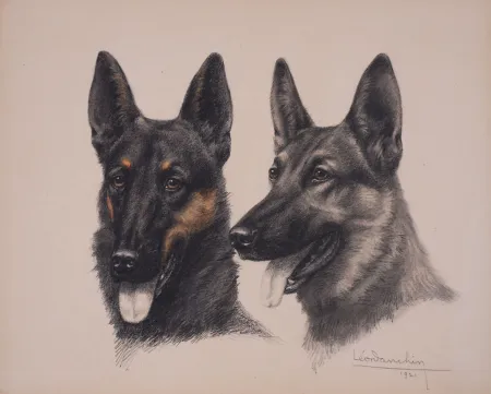 No Technical Danchin - Deux têtes de Berger Belge Malinois - Two Belgian Shepherd Malinois heads