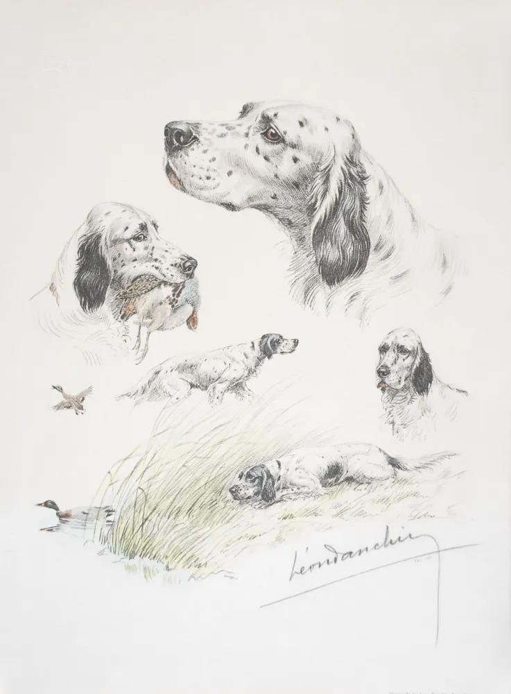 Lithograph Danchin - English Setter study - Etudes de Setter Anglais