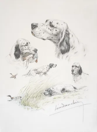 Lithograph Danchin - English Setter study - Etudes de Setter Anglais