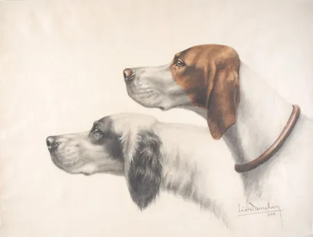 No Technical Danchin - Setter Anglais et Braque Français