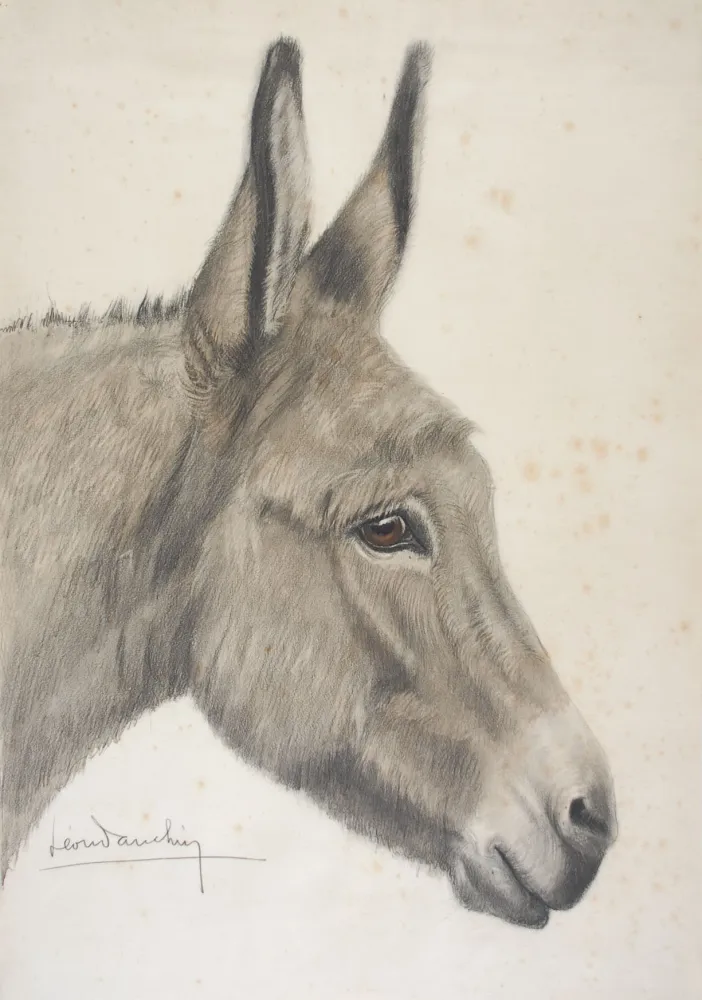 No Technical Danchin - Tête de baudet