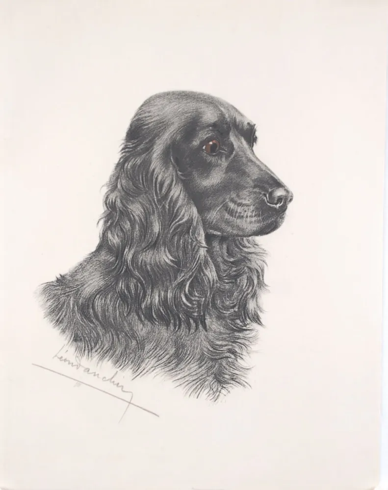 Engraving Danchin - Tête de Cocker noir male - Black Cocker Spaniel head (Original)