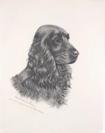 Engraving Danchin - Tête de Cocker noir male - Black Cocker Spaniel head (Original)