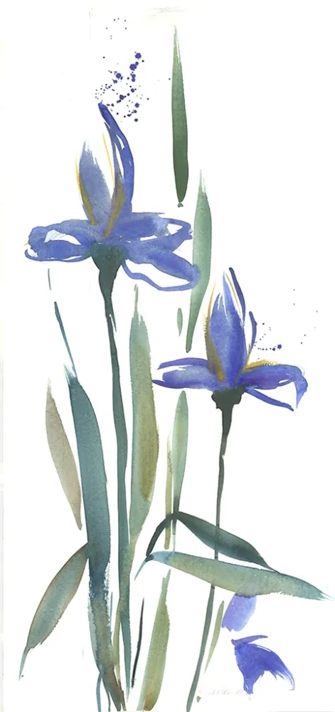 No Technical Decker-Kern - Iris