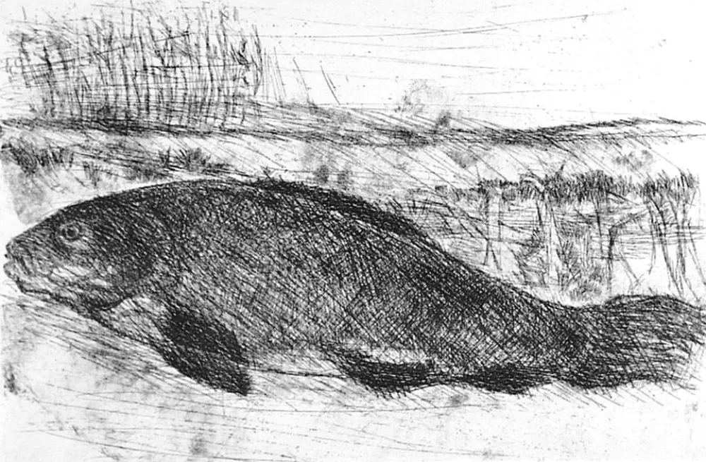 Engraving Della Torre - La tinca