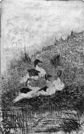 Engraving Fattori - Le anatre