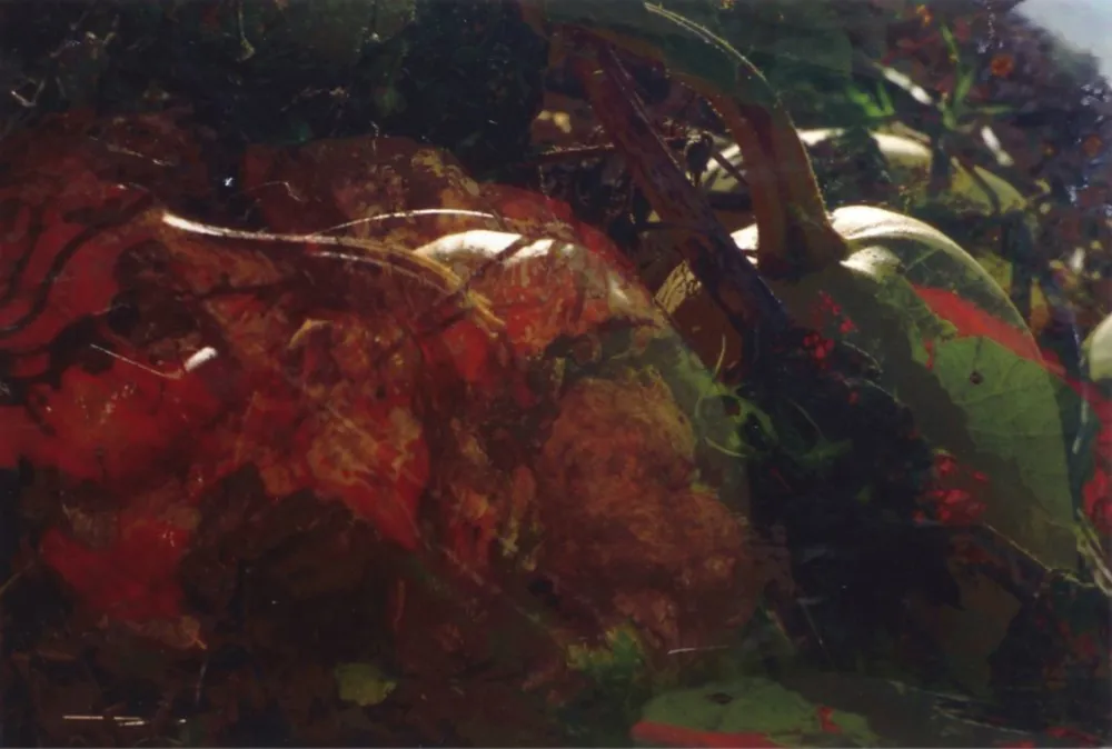 Photography Fischli - Ohne Titel (FW Funghi 19), 1998. Aus der Serie „Blumen und Pilze“.