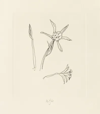 Etching Flanagan - Ibiza meadow flower
