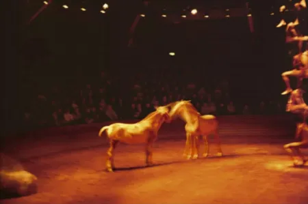 Multiple Goldin - Triptyk, Zingaro Equestrian Theater, Paris