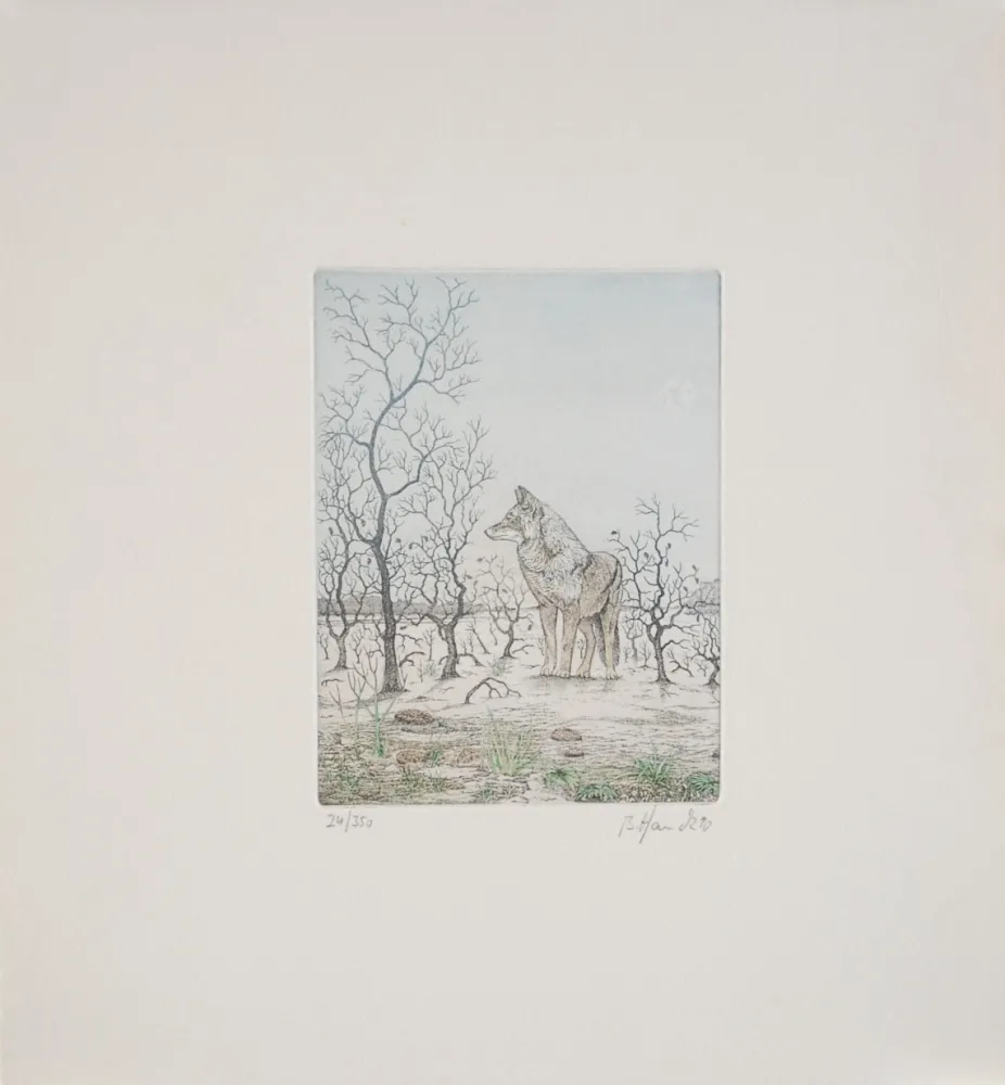 Engraving Hauck - Loup - Wolf