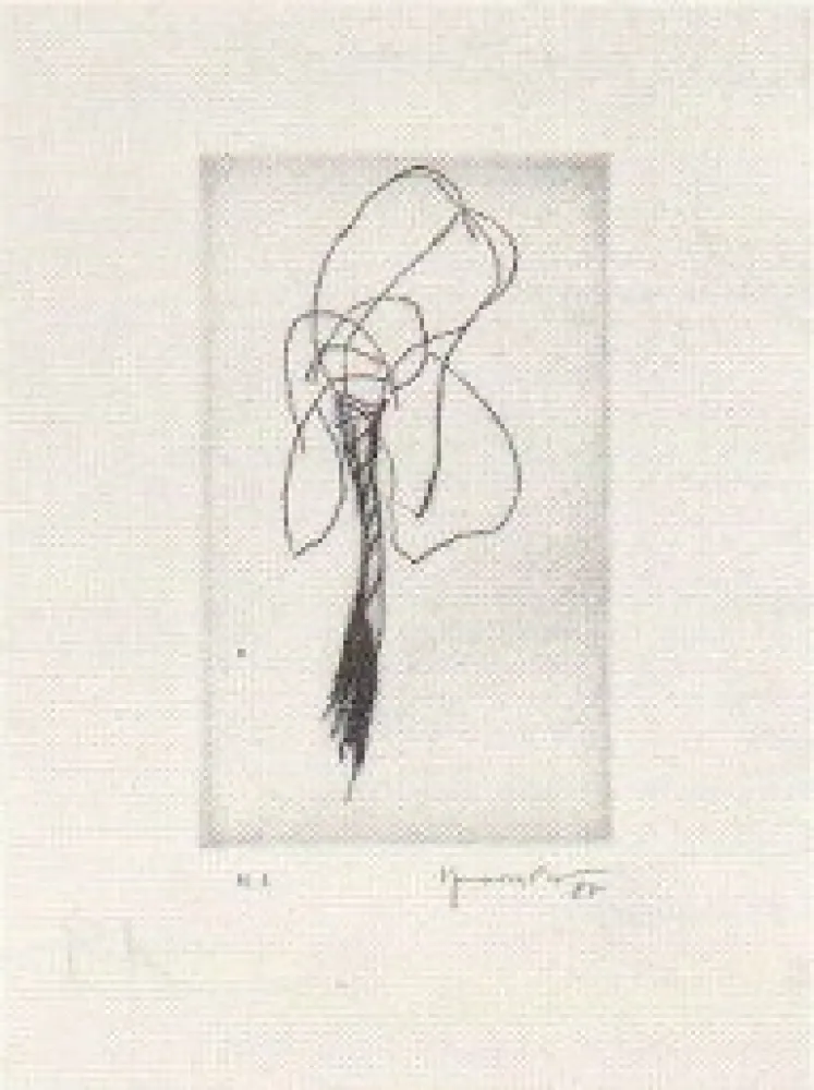 Drypoint Hernandez Pijuan - Lliri