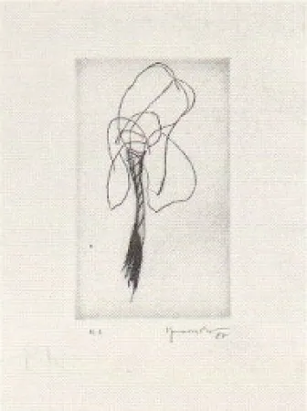 Drypoint Hernandez Pijuan - Lliri