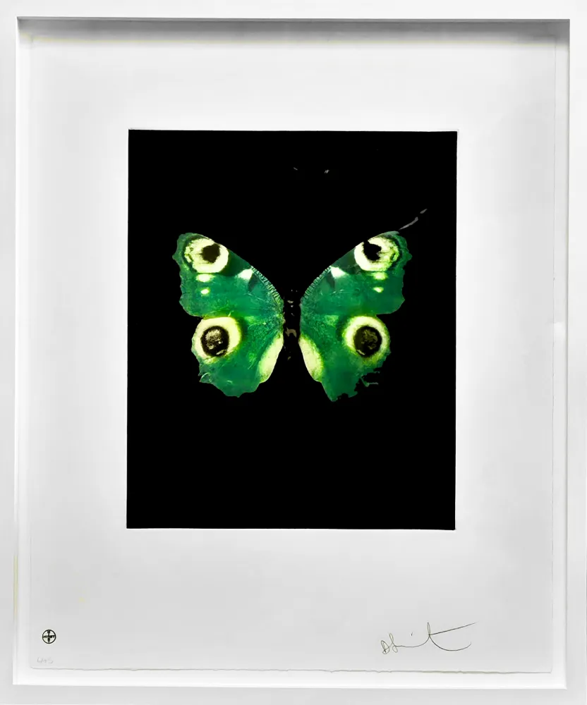 No Technical Hirst -  Fate - from the Butterflies portfolio, 2009 
