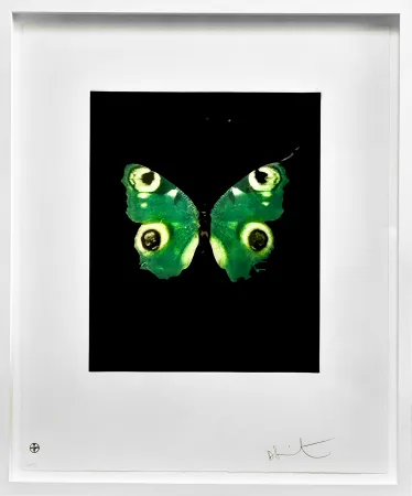No Technical Hirst -  Fate - from the Butterflies portfolio, 2009 