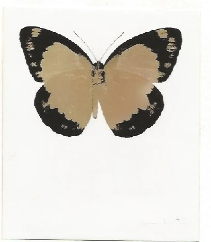 No Technical Hirst - Long Life Purple African Gold Imperial Purple Skull