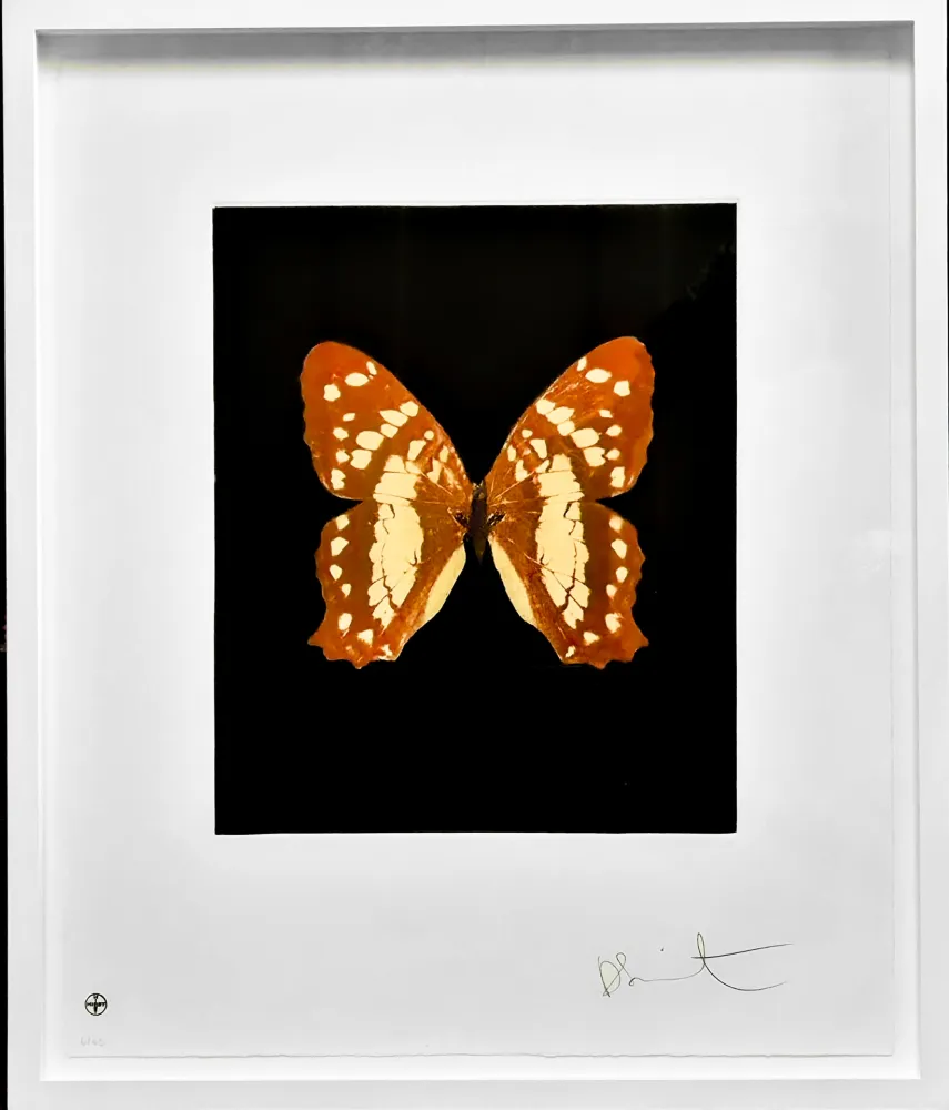 Etching And Aquatint Hirst - Regeneration - from the Butterflies portfolio, 2009 