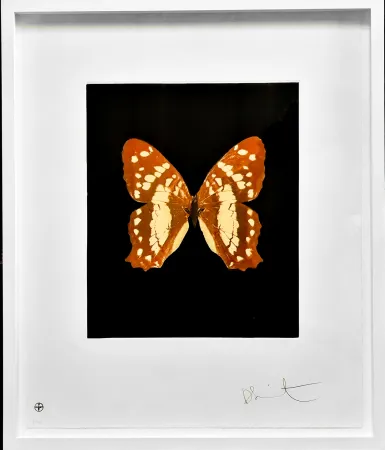 Etching And Aquatint Hirst - Regeneration - from the Butterflies portfolio, 2009 