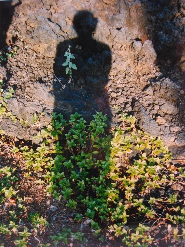 No Technical Jacobs - Shadows II