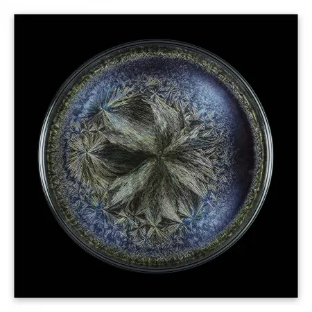 Photography Janiak - Morphogenetic field - Beluga Caviar