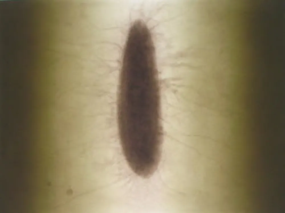 Etching Kapoor - Untitled 02