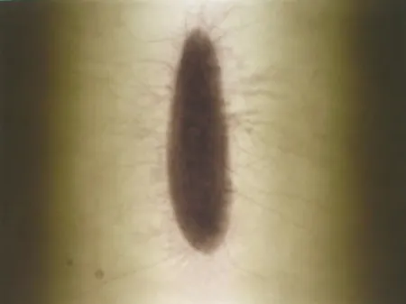 Etching Kapoor - Untitled 02