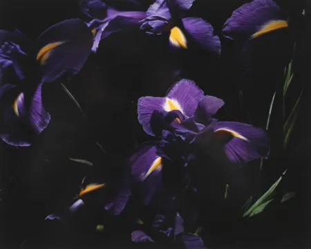 Photography Lafontaine - L’Iris bleu