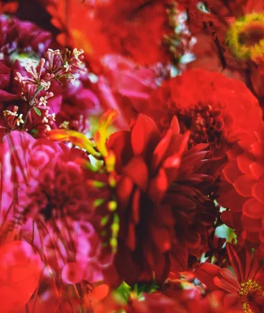 Photography Lafontaine - Paradise Lost I