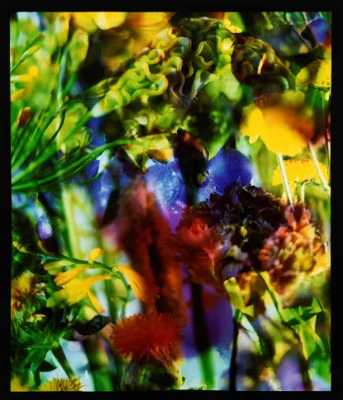 Photography Lafontaine - Paradise Lost II