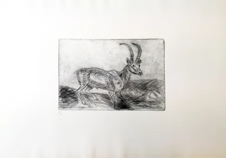 Drypoint Ligabue - Stambecco