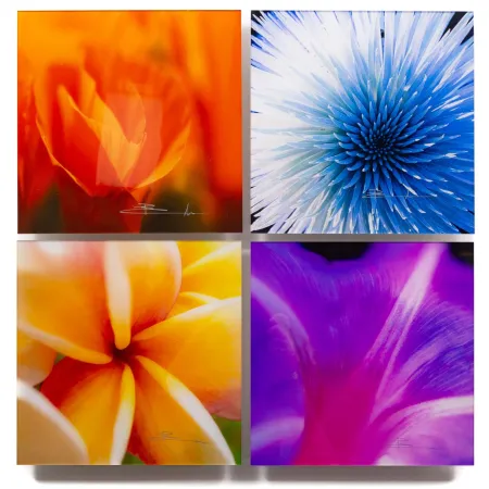 Photography Lik - Flowers of Paradise