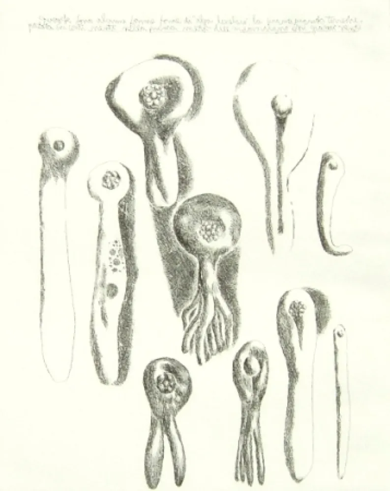 Etching Lionni - Senza titolo