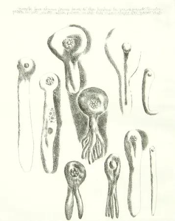 Etching Lionni - Senza titolo