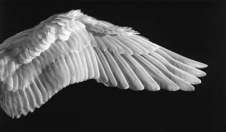 Photography Longo - Gabriel’s Wing