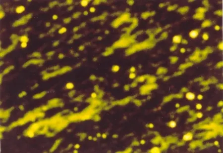 Illustrated Book Luscher - Il sole in abisso