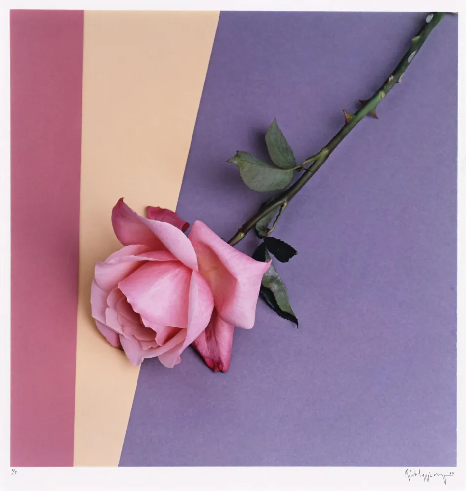 Photography Mapplethorpe - Rose