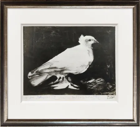 Photography Picasso - The Dove of Peace