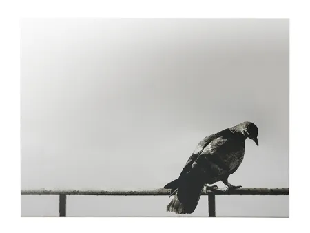 Screenprint Pistoletto - La Colomba