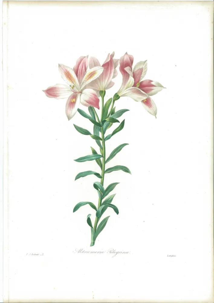 Engraving Redouté - Alstroemeria Pelegrina