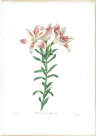 Engraving Redouté - Alstroemeria Pelegrina