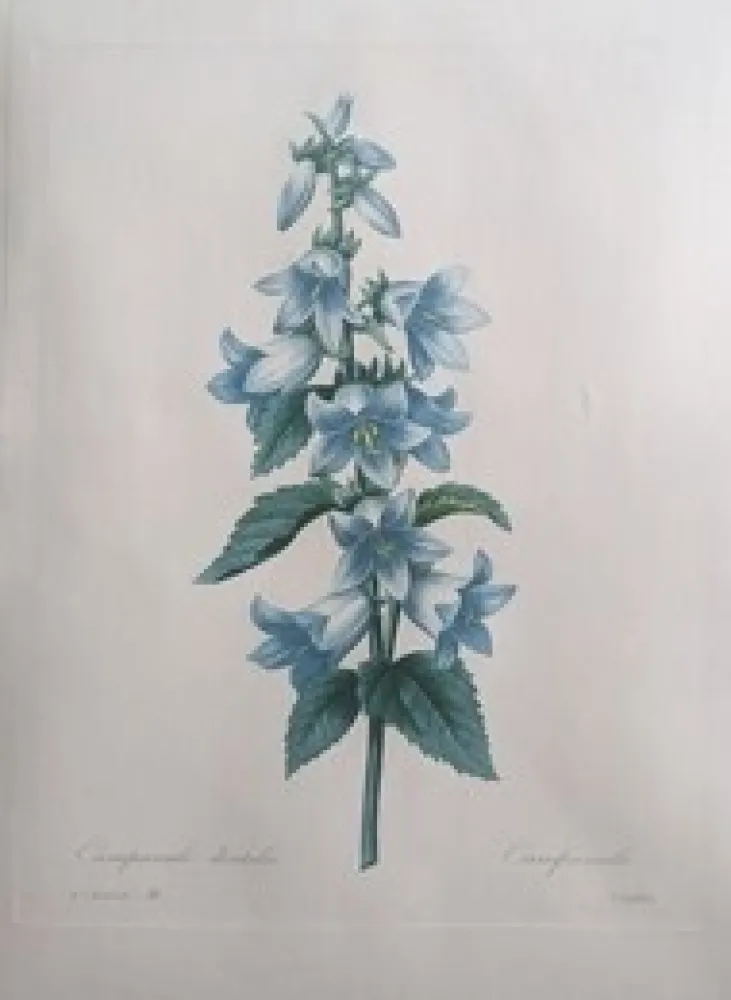 Engraving Redouté - Campanule dentelée