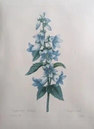 Engraving Redouté - Campanule dentelée