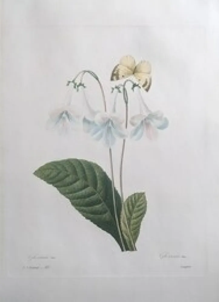 Engraving Redouté - Gloxinie / Gloxinis