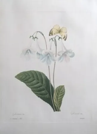 Engraving Redouté - Gloxinie / Gloxinis