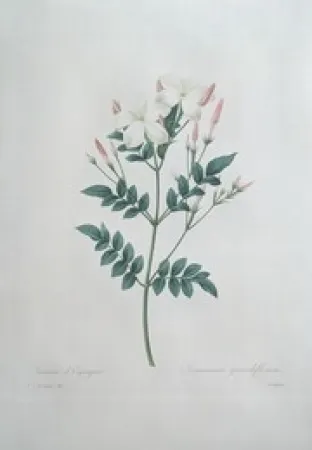 Engraving Redouté - Jasmin d'Espagne / Jasminum Grandiflorum