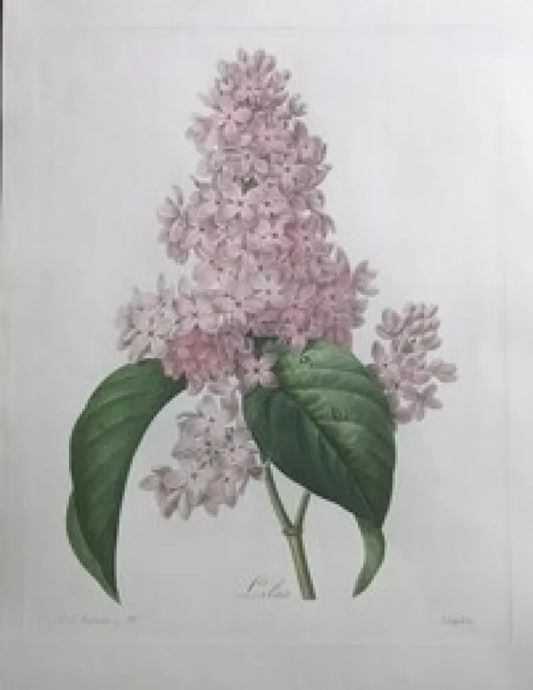 Engraving Redouté - Lilas