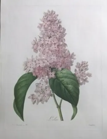Engraving Redouté - Lilas